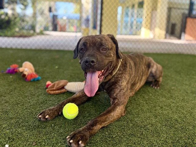An adult large-sized female Plott Hound dog named Dorothy for adoption in Tavares, FL