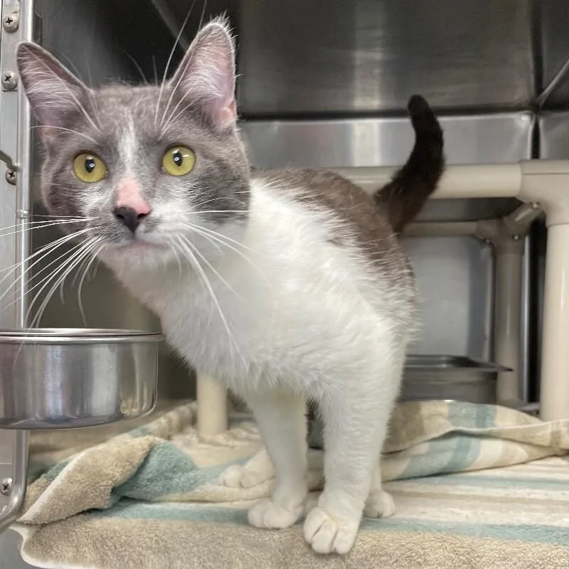 An adult medium-sized male Domestic Short Hair cat named Gary Cooper for adoption in Roanoke, VA