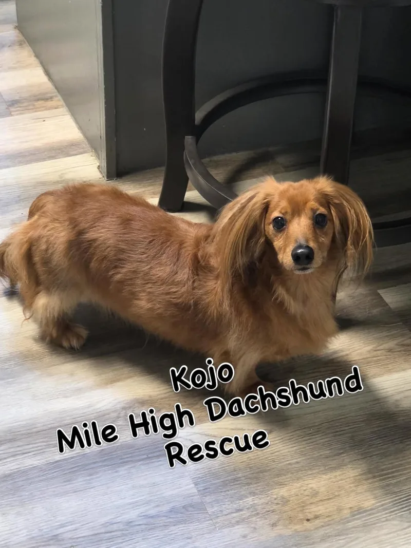 An adult medium-sized male Dachshund dog named Kojo for adoption in Westminster, CO