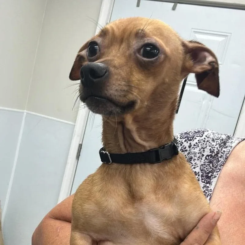 An adult small-sized male Yellow / Tan / Blond / Fawn Mixed Breed dog named Baby for adoption in Fredericksburg, VA