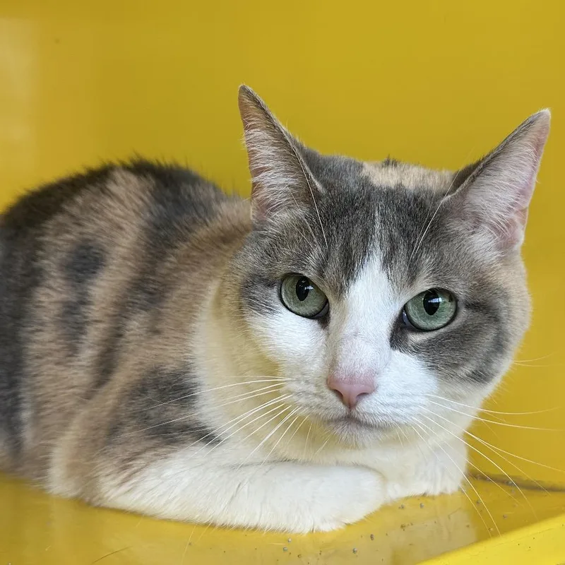An adult medium-sized female Calico Domestic Short Hair cat named Callie for adoption in Abilene, TX