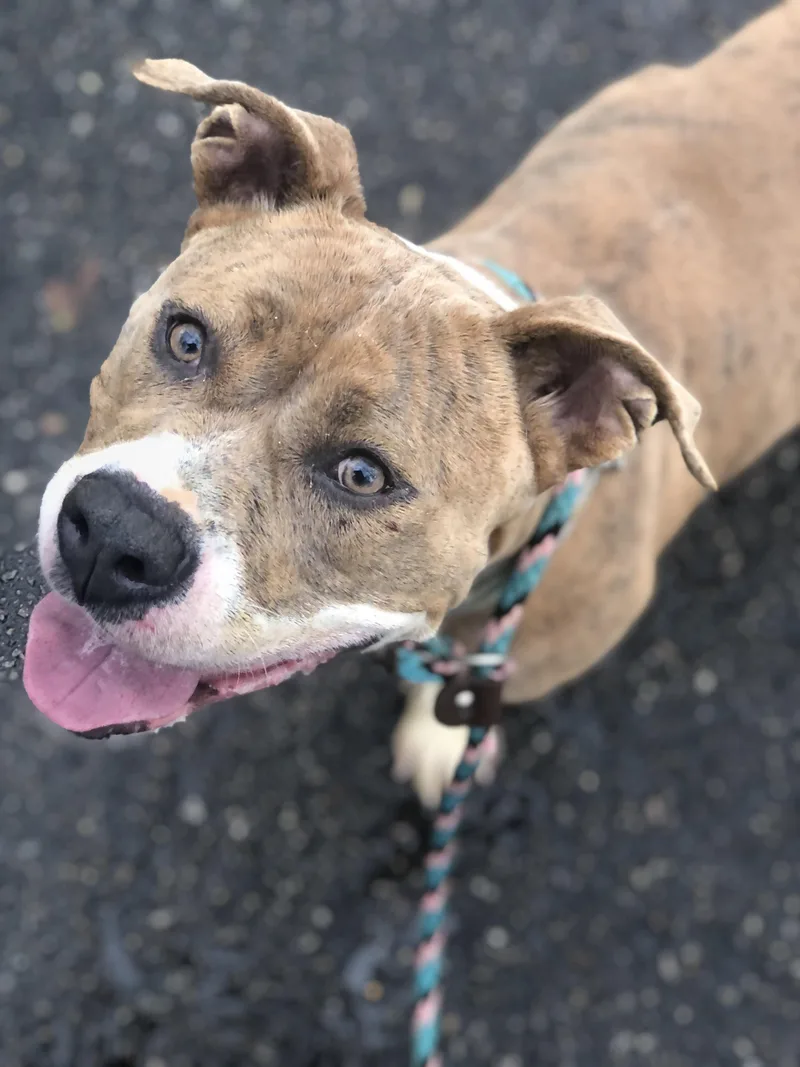 Carmella thumbnail 2