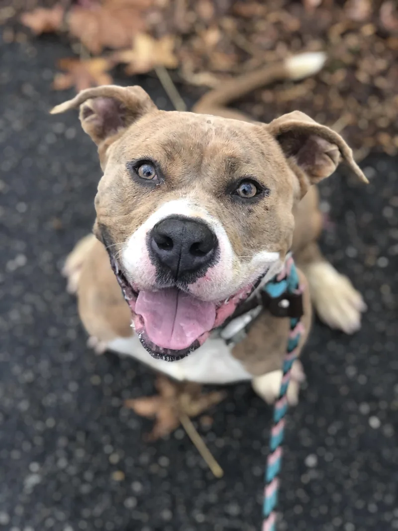 Carmella thumbnail 3