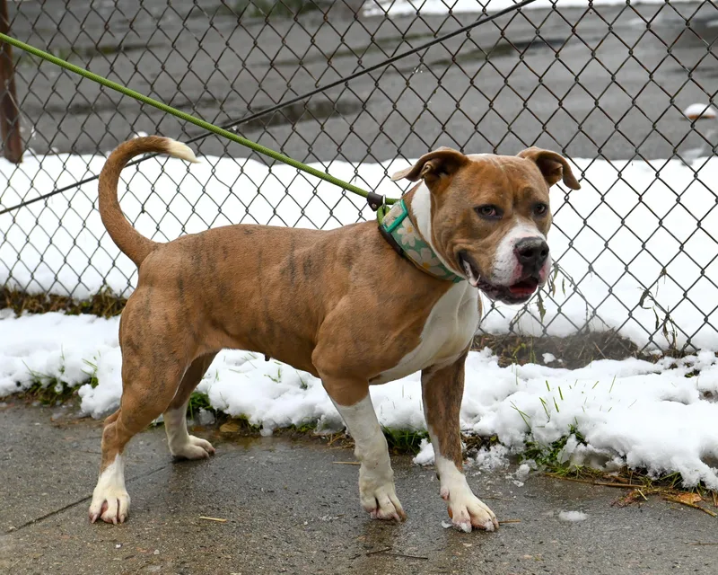 Carmella thumbnail 4