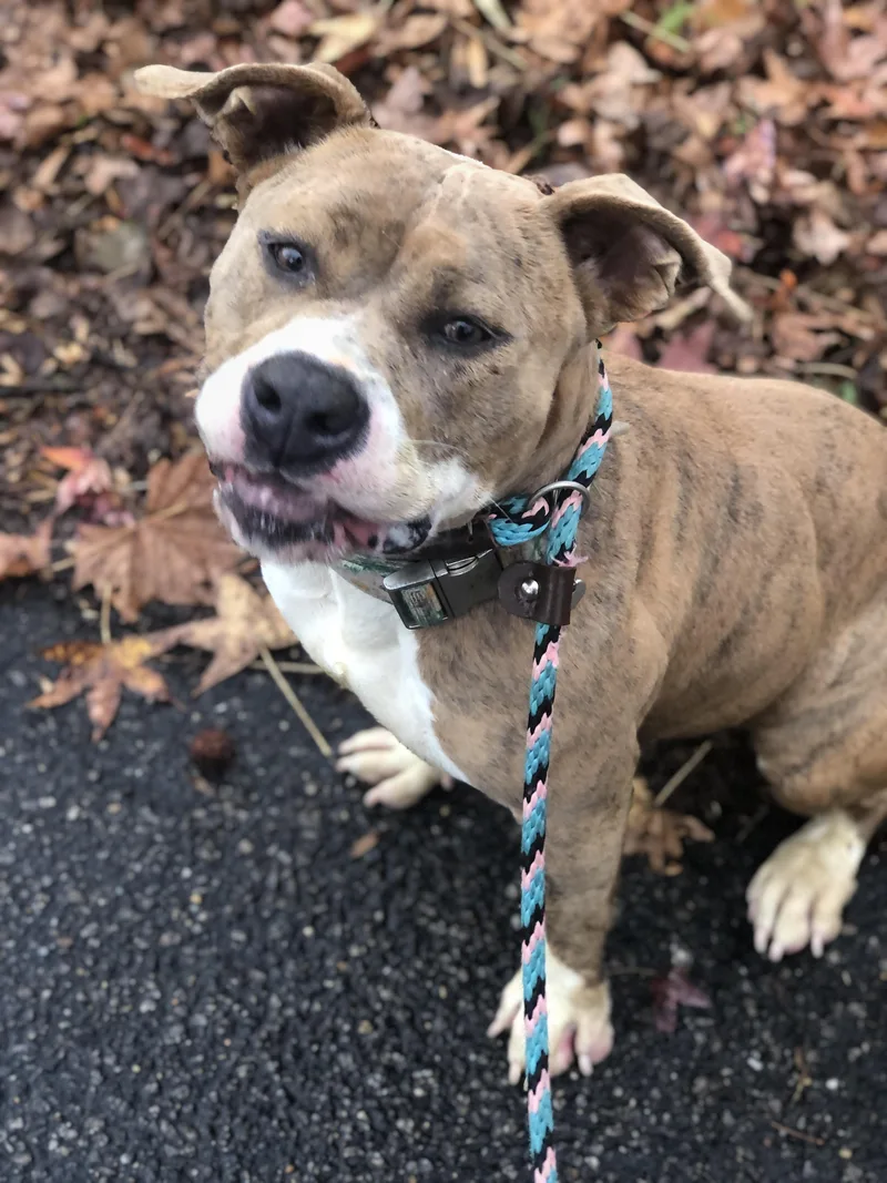 Carmella thumbnail 5