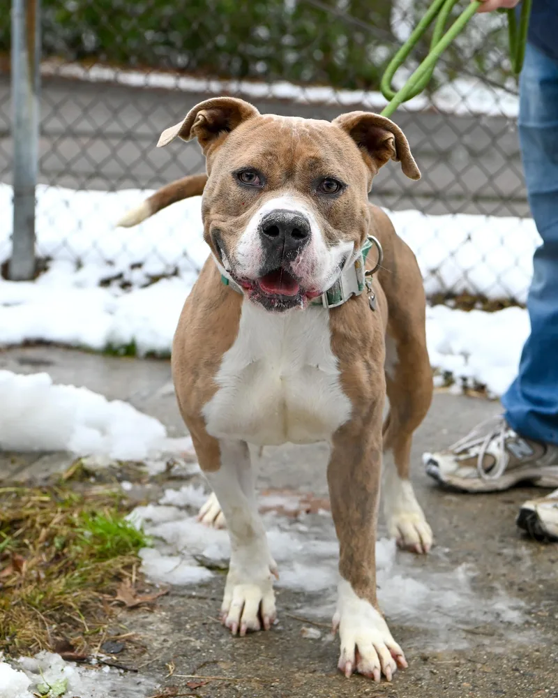 Carmella thumbnail 6