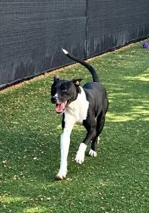 Domino