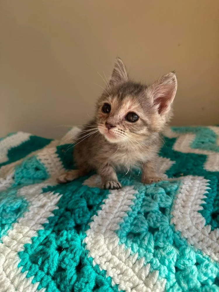A baby small-sized female Gray / Blue / Silver Domestic Short Hair cat named Dolly for adoption in Chicago, IL