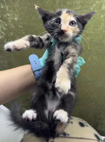 A baby small-sized female Domestic Short Hair cat named Nigiri for adoption in Riverside, CA