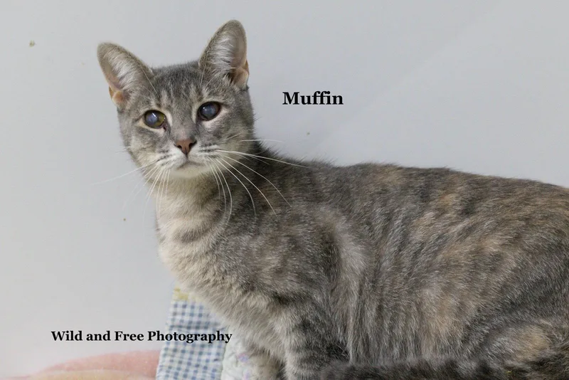 An adult medium-sized female Domestic Short Hair cat named Muffin for adoption in Morehead, KY