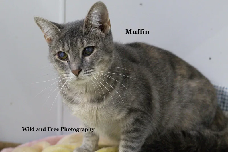 Muffin thumbnail 2