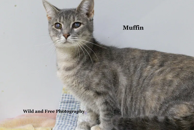 Muffin thumbnail 3