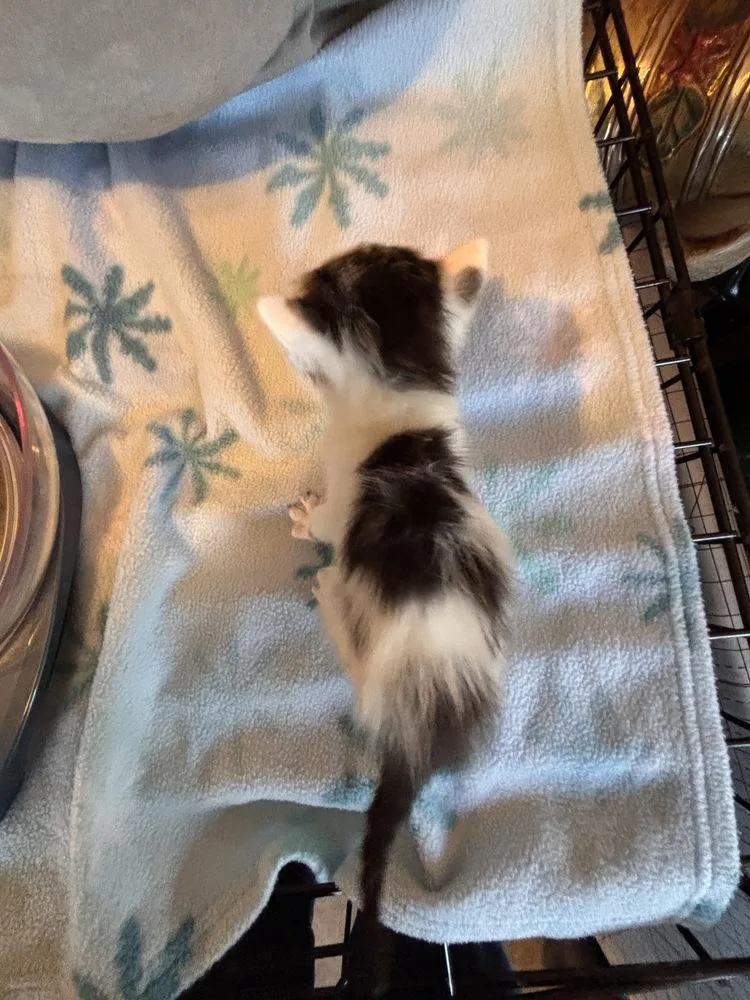 A baby small-sized female White Domestic Short Hair cat named Dot for adoption in Henrico, VA