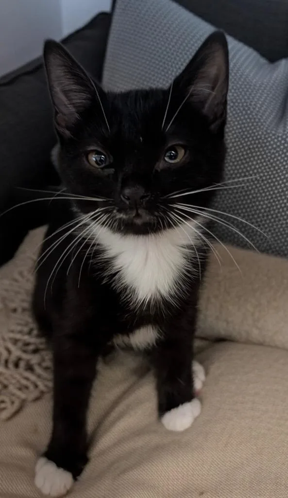 A baby small-sized female Domestic Short Hair cat named Bonnie for adoption in Fort Myers, FL