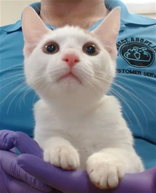 A baby small-sized male Domestic Short Hair cat named Wyatt for adoption in Miami, FL