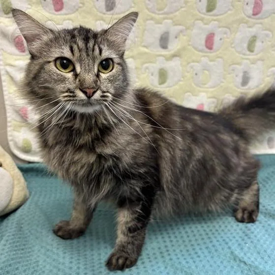A young medium-sized female Brown / Chocolate Domestic Medium Hair cat named Chillona for adoption in Long Beach, CA