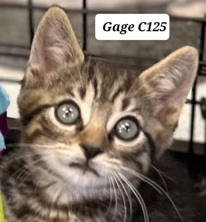 A young small-sized male Tabby (Brown / Chocolate) Domestic Short Hair cat named Gage C for adoption in Morganton, NC