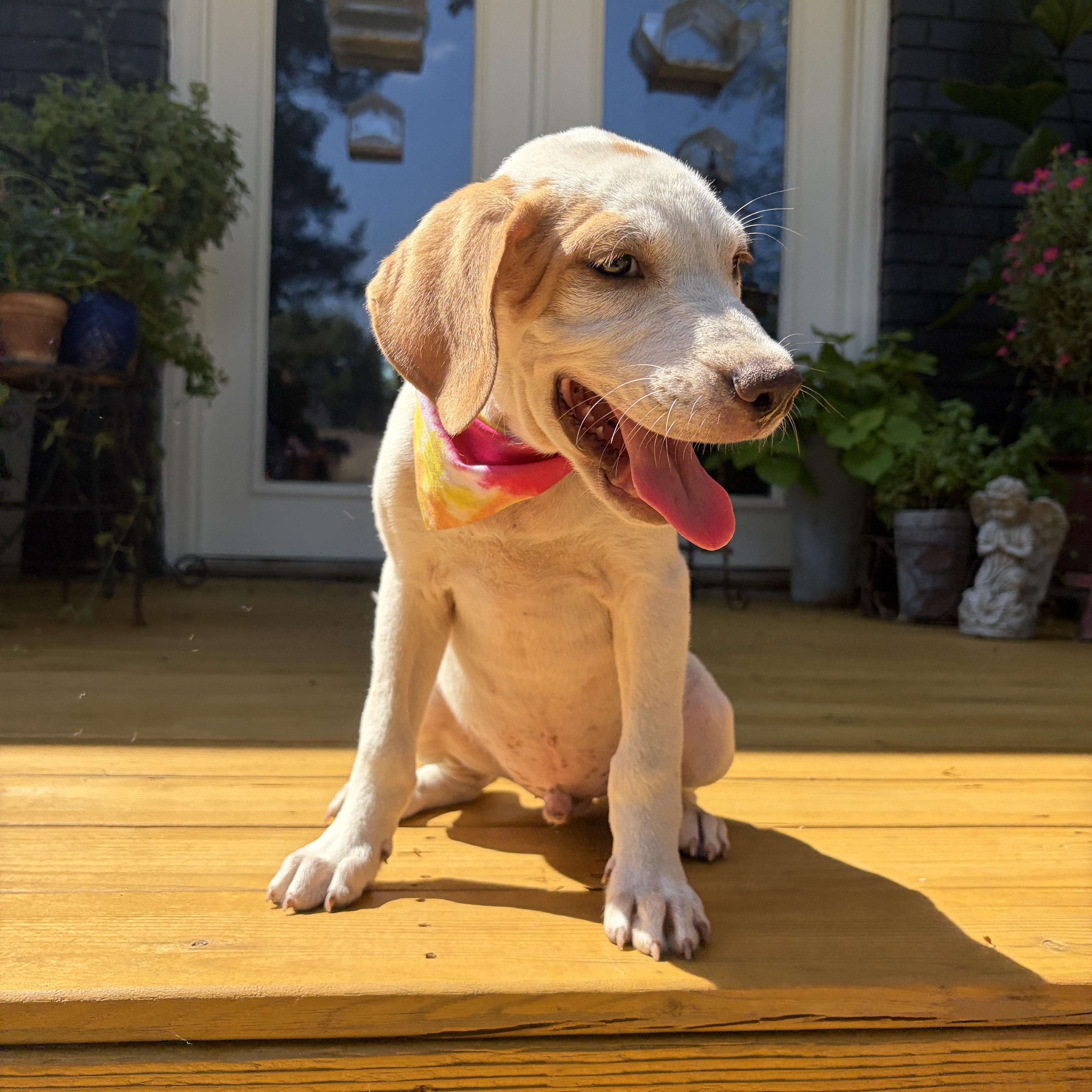 A baby medium-sized male Weimaraner dog named Nacho for adoption in Cordova, TN