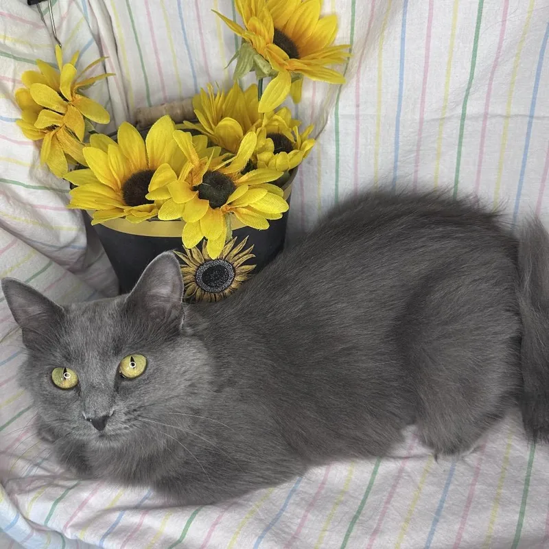 A young medium-sized female Gray / Blue / Silver Russian Blue cat named Lunar for adoption in Mount Vernon, IL
