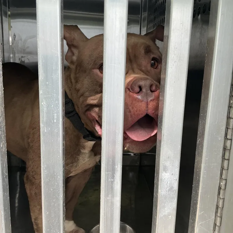 An adult medium-sized female Brown / Chocolate Mixed Breed dog named Mindy for adoption in Columbus, GA