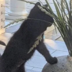 A baby medium-sized female Black Domestic Short Hair cat named Candy for adoption in Annapolis, MD