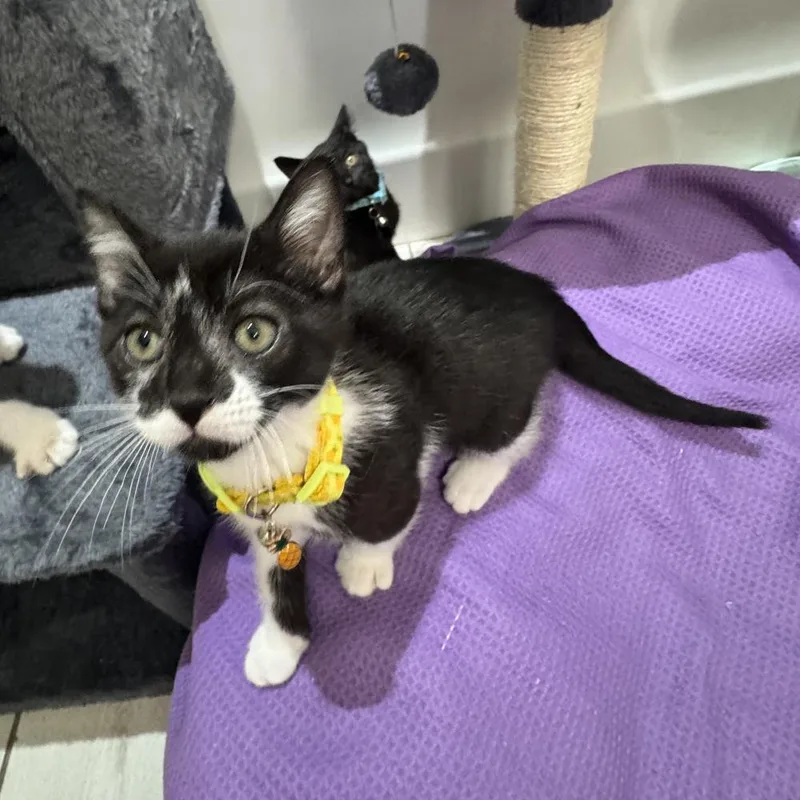 A baby small-sized male Black & White / Tuxedo Domestic Short Hair cat named Ochre for adoption in Dallas, TX