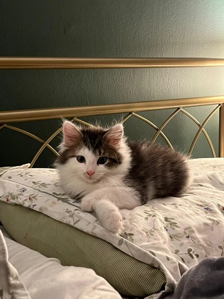 A baby medium-sized male Domestic Long Hair cat named Puffball for adoption in Pawtucket, RI