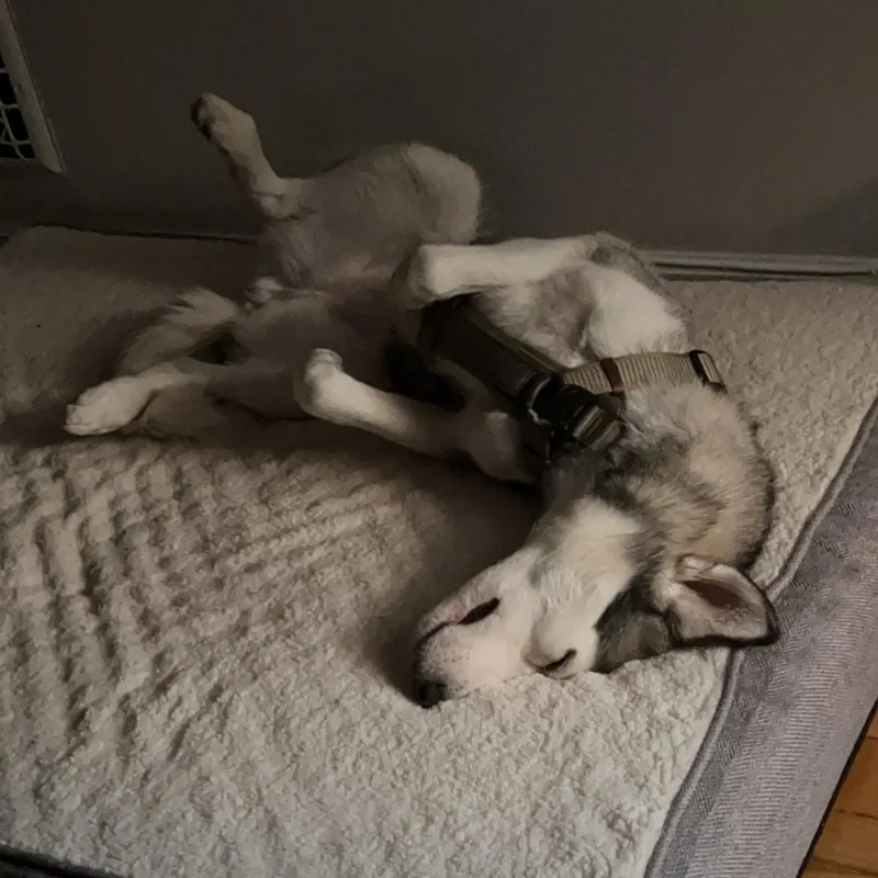 An adult medium-sized female Husky dog named Kaycee Courtesy Listed for adoption in Midland, MI