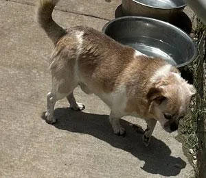 A senior small-sized male Bicolor Terrier dog named Rex for adoption in Claremore, OK