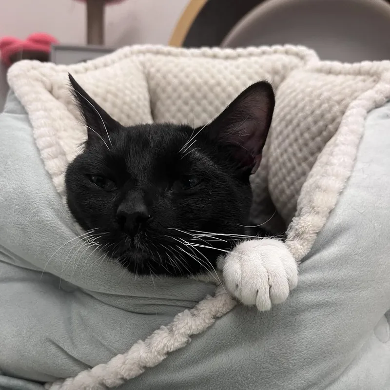 Pickles thumbnail 3