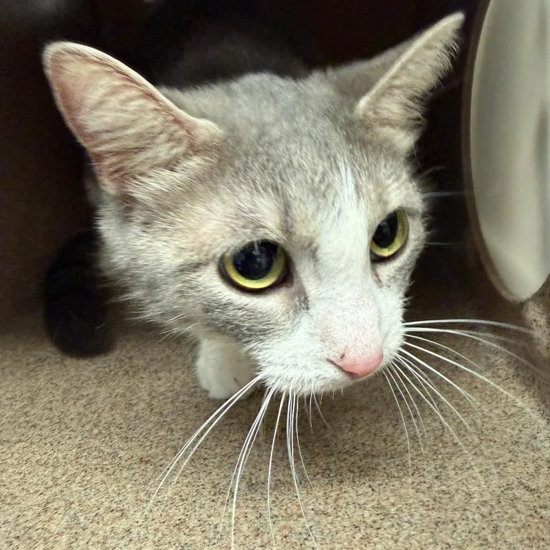 An adult medium-sized female White Domestic Short Hair cat named Linda for adoption in Evensville, TN