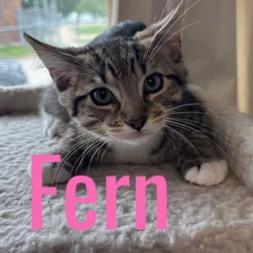 Fern