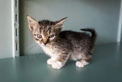 A baby small-sized female Domestic Short Hair cat named Mochi for adoption in San Antonio, TX