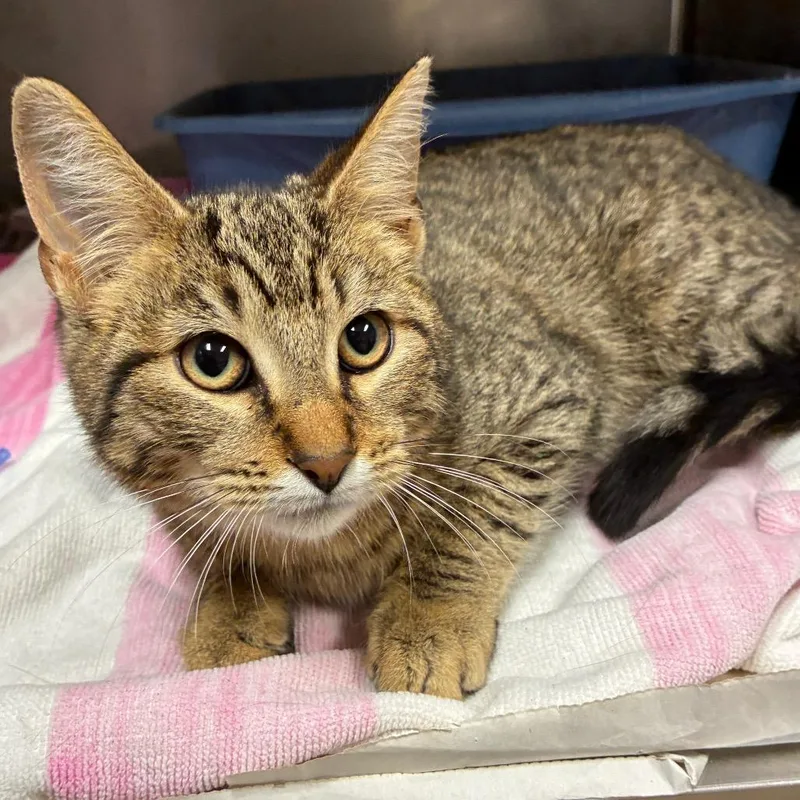 A young medium-sized male Domestic Short Hair cat named Henry for adoption in Austin, TX