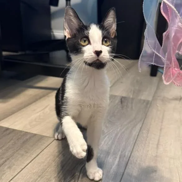 A baby small-sized male Black Domestic Short Hair cat named Benny for adoption in Lauderhill, FL