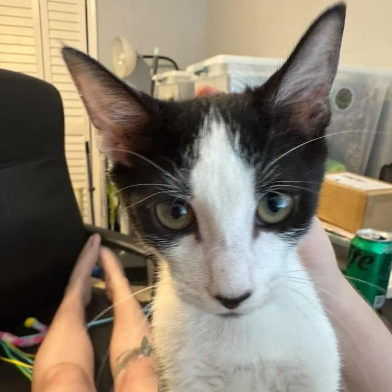 Benny thumbnail 3