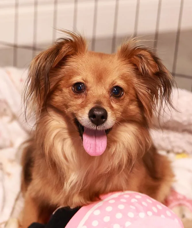 An adult small-sized female Golden Chihuahua dog named Nana for adoption in Loogootee, IN