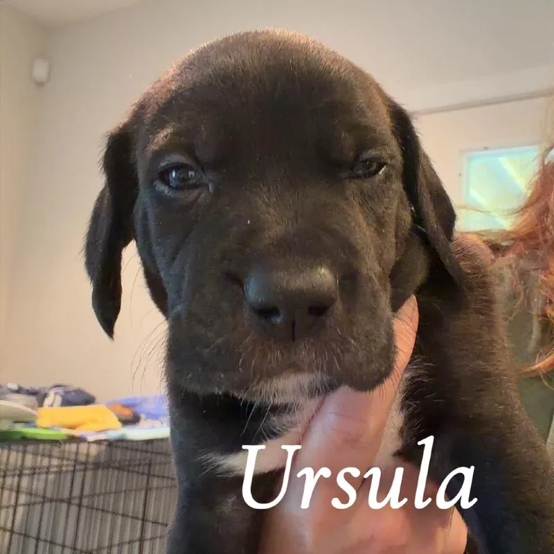 Ursula thumbnail 2