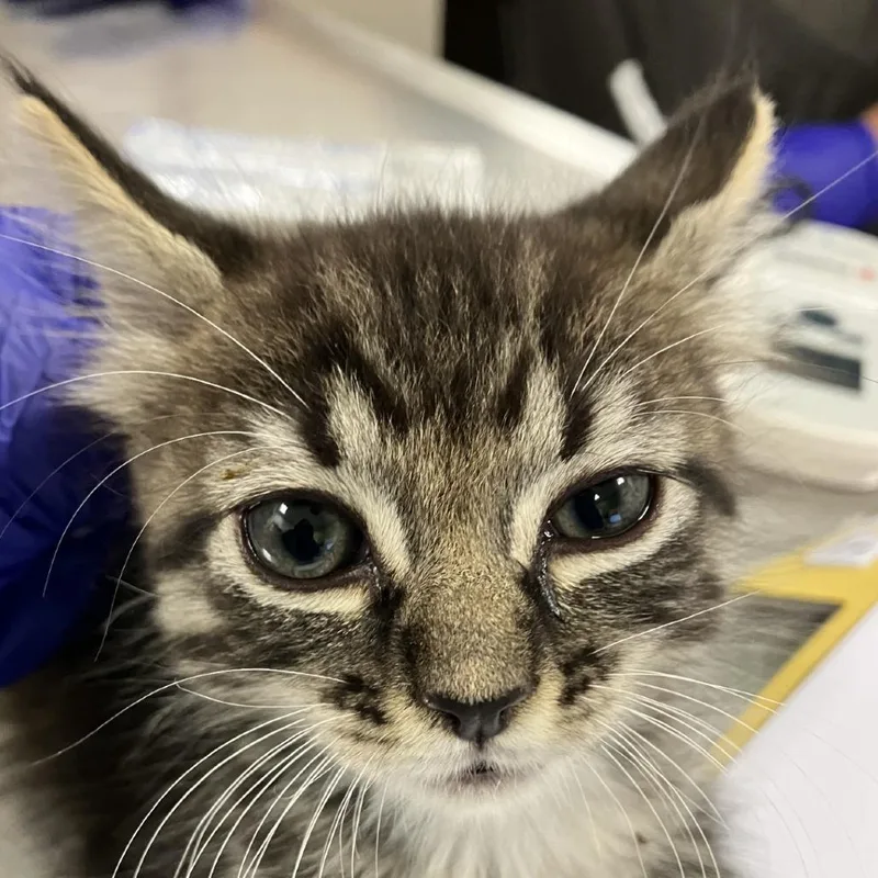 A baby small-sized male Domestic Short Hair cat named 111857 for adoption in Las Cruces, NM
