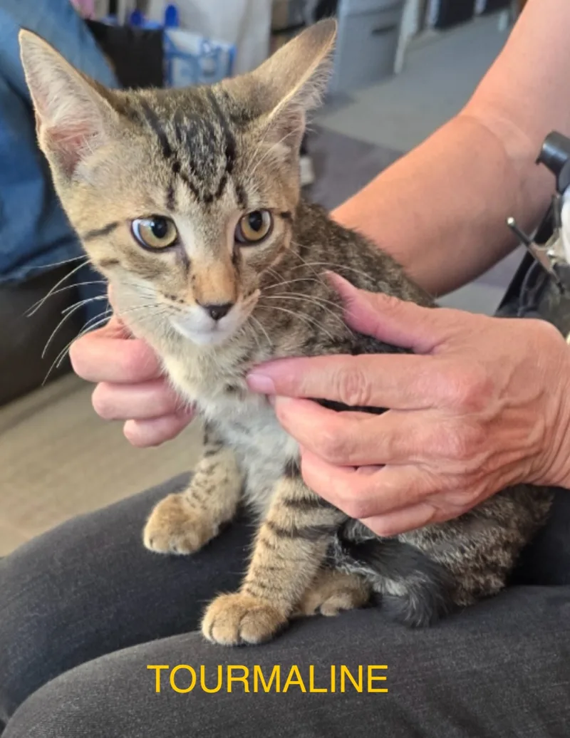 Tourmaline & Topaz ~ thumbnail 3