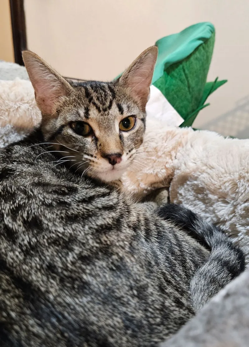 Tourmaline & Topaz ~