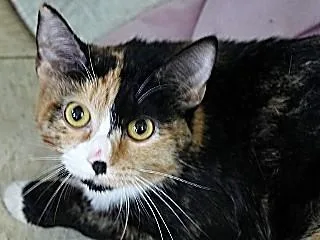 An adult medium-sized female Calico cat named Cameron for adoption in Anaconda, MT
