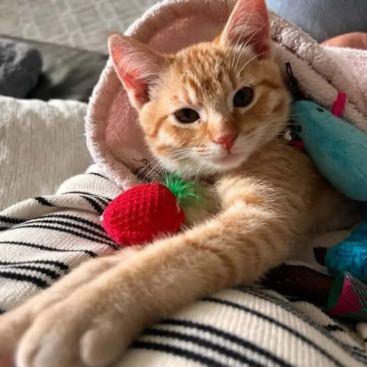 A baby small-sized female Orange / Red Domestic Short Hair cat named Daphne Rasmussen for adoption in Eagle Mountain, UT