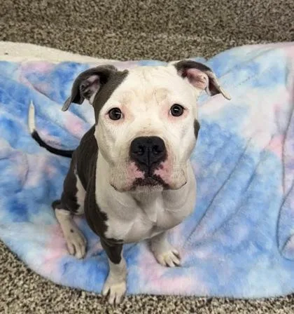 An adult large-sized female Pit Bull Terrier dog named Ramona for adoption in Westland, MI