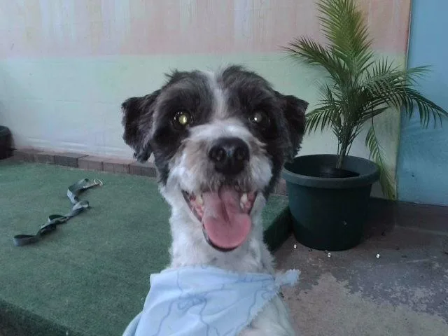 An adult medium-sized male Maltese dog named Storm for adoption in Baldwin Park, CA