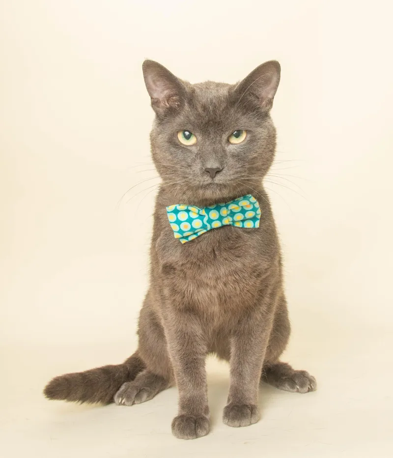 An adult medium-sized male Gray / Blue / Silver Domestic Short Hair cat named Sam for adoption in Wyandotte, MI