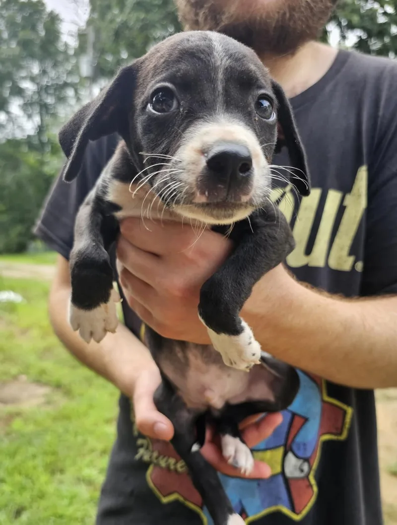 A baby small-sized male Black Labrador Retriever dog named Joey for adoption in Newfoundland, NJ
