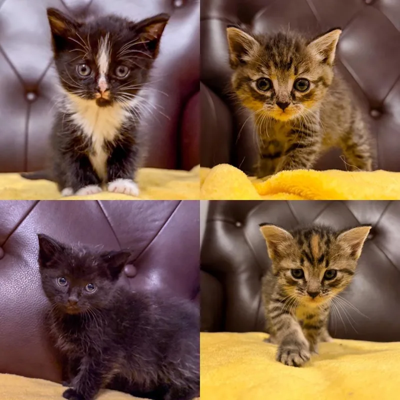 A baby medium-sized female Domestic Short Hair cat named Lemon for adoption in Murray, KY