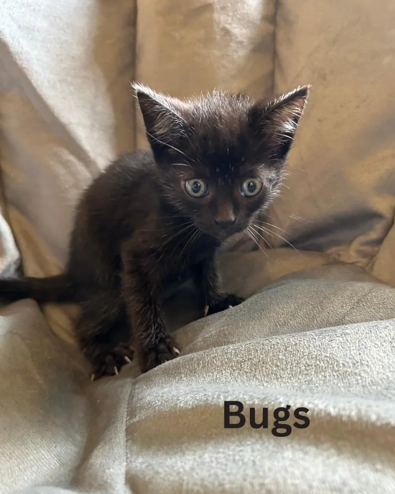 A baby small-sized female Domestic Short Hair cat named Bugs for adoption in Leonardtown, MD