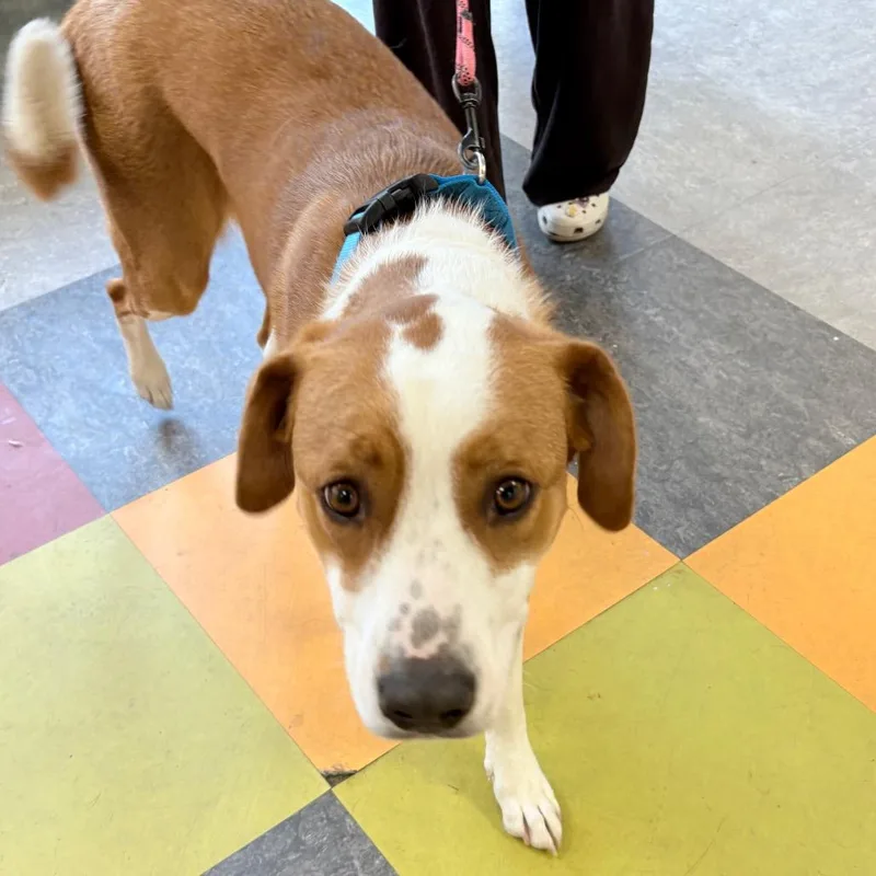 An adult medium-sized female Yellow / Tan / Blond / Fawn Mixed Breed dog named Pippy for adoption in Philadelphia, PA